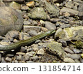 There are snakes in Todoroki Valley 131854714