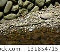 There are snakes in Todoroki Valley 131854715