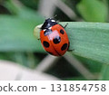 Ladybug 131854758