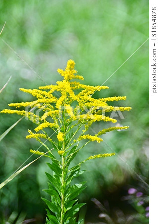 Close up of Solidago altissima Close up of Solidago altissima 131854878