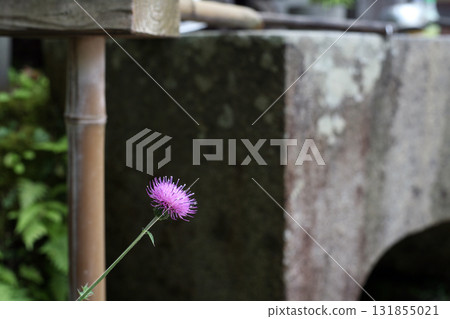 Thistle flowers at the temple's chozuya Thistle flowers at the temple's chozuya 131855021