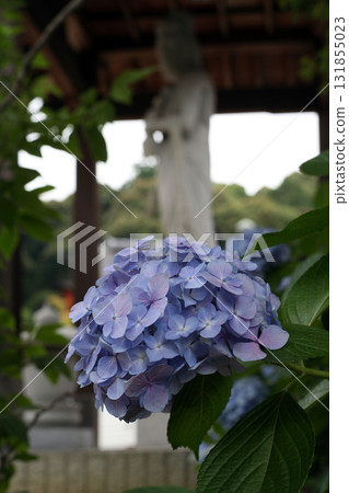 Hydrangea and Kannon Bodhisattva Hydrangea and Kannon Bodhisattva 131855023