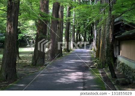 The approach of Suginami Tree The approach of Suginami Tree 131855029