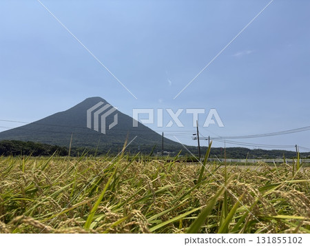Rice in the rice fields during the autumn harvest season and Mt. Kaimon 131855102