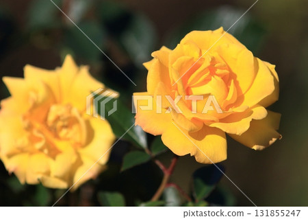 黃玫瑰玫瑰花 131855247
