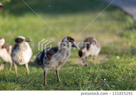 Adorable Fluffy Goslings Exploring Sunlit Grass in Springtime Adorable Fluffy Goslings Exploring Sunlit Grass in Springtime 131855291