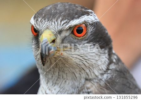 A goshawk with a sharp gaze A goshawk with red eyes 131855296
