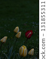 Vibrant Red Tulip Among Subtle Yellow Blooms in Dusk Garden Scene 131855311