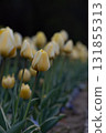 Soft Yellow Tulips in a Tranquil Garden at Dusk with Dark Background 131855313