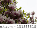 Vibrant Magnolia Blossoms Against Overcast Sky in Springtime Splendor 131855318