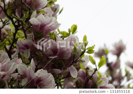 Vibrant Magnolia Blossoms Against Overcast Sky in Springtime Splendor Vibrant Magnolia Blossoms Against Overcast Sky in Springtime Splendor 131855318
