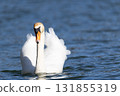 Majestic Swan Gliding Gracefully Across Tranquil Blue Lake Waters 131855319