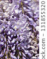 Close-Up Shot of Vibrant Lavender Wisteria Blooming in Sunlit Garden 131855320