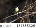 Vibrant Great Tit Perched on Tree Branch in Natural Woodland Setting 131855326