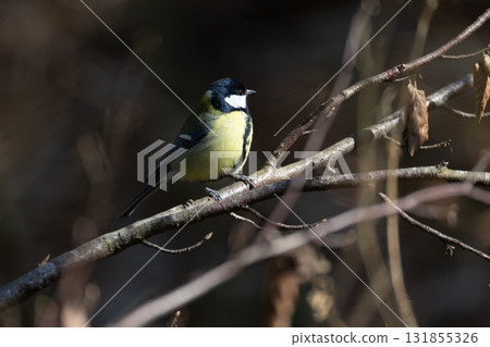 Vibrant Great Tit Perched on Tree Branch in Natural Woodland Setting 131855326