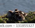 Cozy Fluffy Ducklings Nestled Together by Tranquil Waterside 131855327