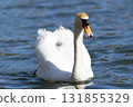 Graceful Swan Gliding on Serene Lake Under Bright Sunlight 131855329