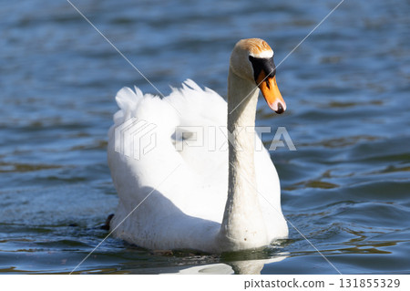 Graceful Swan Gliding on Serene Lake Under Bright Sunlight 131855329