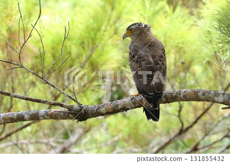 Creatures, Wild Birds, Crested Serpent Eagle, the Yaeyama population is a subspecies endemic to Japan. Many subspecies appear to be distributed in Southeast Asia. Creatures, Wild Birds, Crested Serpent Eagle, the Yaeyama population is a subspecies endemic to Japan. Many subspecies appear to be distributed in Southeast Asia. 131855432