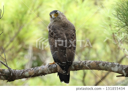 生物,野鳥,鳳頭鷹,回頭看。長長的睫毛(?)很時尚,頭部可以旋轉180度左右。 生物,野鳥,鳳頭鷹,回頭看。長長的睫毛(?)很時尚,頭部可以旋轉180度左右。 131855434