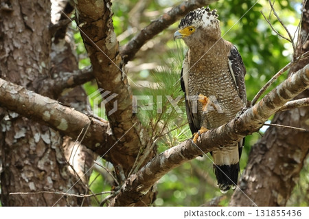 生物，野生鳥類，鳳頭鷹，白色羽冠，亞成年？露出鋒利的爪子，看起來有點興奮。 131855436