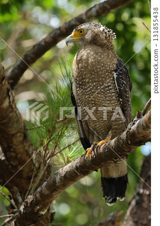 Creatures, Wild Birds, Crested Eagle, A portrait of its fierce appearance. I think it's actually a kind pacifist. 131855438