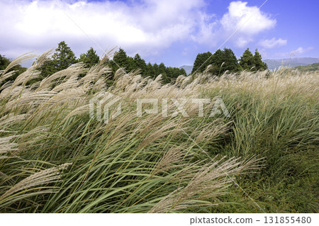 Autumn scenery and blue sky at Hakone Sengokuhara Susuki Grass Field Autumn scenery and blue sky at Hakone Sengokuhara Susuki Grass Field 131855480
