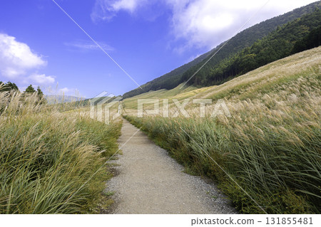 Autumn scenery and blue sky at Hakone Sengokuhara Susuki Grass Field Autumn scenery and blue sky at Hakone Sengokuhara Susuki Grass Field 131855481