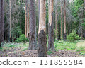 Dead severely damaged pine forest destroyed by bark beetle infestation, lifeless in woodland 131855584