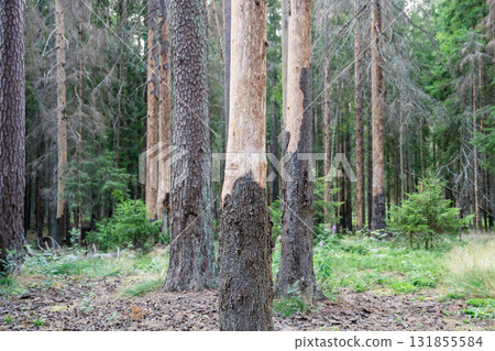 Dead severely damaged pine forest destroyed by bark beetle infestation, lifeless in woodland Dead severely damaged pine forest destroyed by bark beetle infestation, lifeless in woodland 131855584