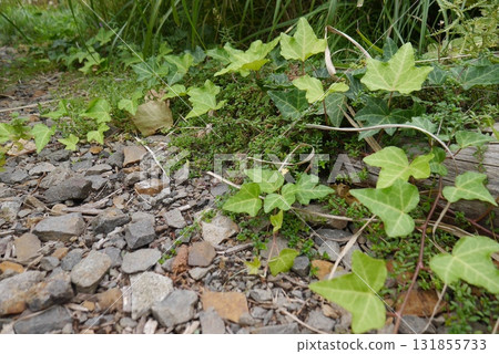A garden with ivy and creeping thyme A garden with ivy and creeping thyme 131855733