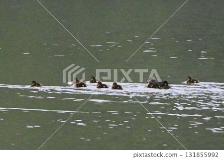 A cute mandarin duck family walking away with their ducklings around the parent at Hime-numa Pond on Rishiri Island, Hokkaido. 131855992