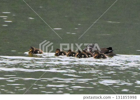 在北海道利尻島的姬沼，可以看到一群可愛的鴛鴦，母鴛鴦四處走動保護小鴛鴦。 131855998