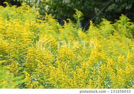 Seiitakahawadanchi So (Tall Foam Growth) 131856033