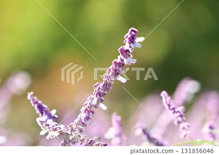 Amethyst sage, Salvia leucantha flower Amethyst sage, Salvia leucantha flower 131856046