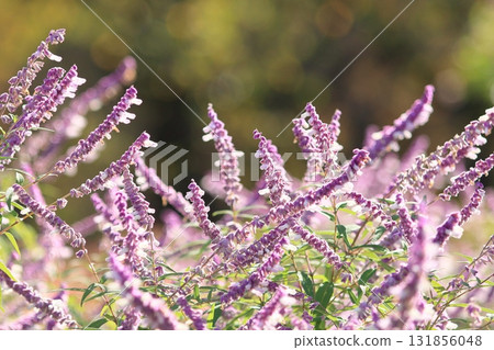 Amethyst sage, Salvia leucantha flower Amethyst sage, Salvia leucantha flower 131856048