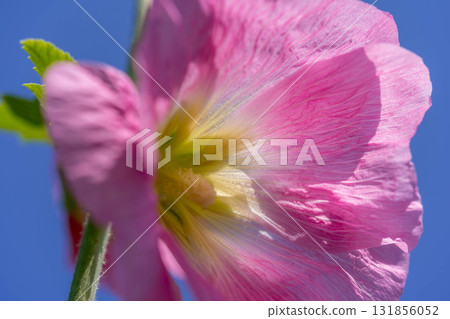 蜀葵的特寫 131856052