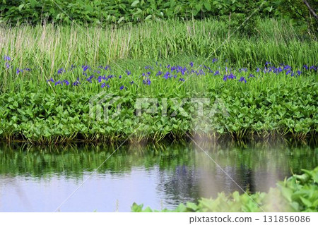 A beautiful iris colony can be seen behind the waterside thrush of Japanese quince at Minamihama Marsh on Rishiri Island, Hokkaido. 131856086