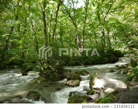 Oirase Gorge surrounded by fresh greenery Oirase Gorge surrounded by fresh greenery 131856111