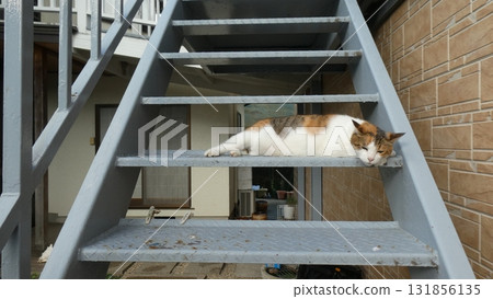 cat cat 131856135
