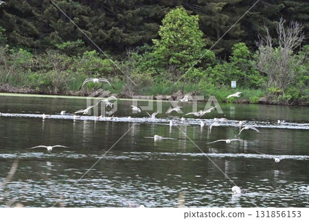 A scene of many seagulls flying over the water surface at Himenuma Pond on Rishiri Island, Hokkaido 131856153