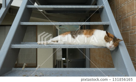 Cat Cat 131856165