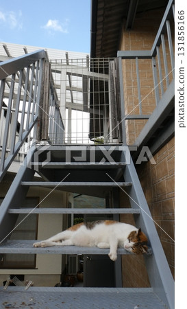 Cat Cat 131856166