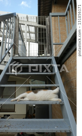 Cat 131856171