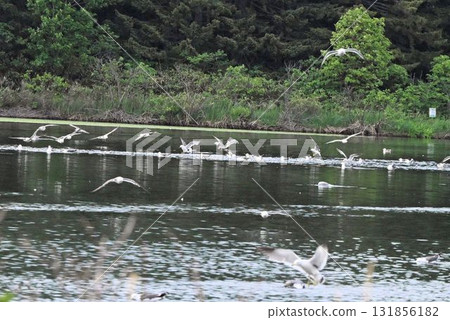 A scene of many seagulls flying over the water surface at Himenuma Pond on Rishiri Island, Hokkaido A scene of many seagulls flying over the water surface at Himenuma Pond on Rishiri Island, Hokkaido 131856182