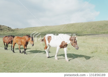 A herd of horses walking side by side under a blue sky 131856189