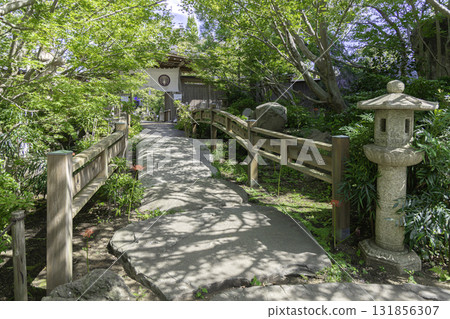 神奈川縣大和市城泉寺院內,被石蒜和綠樹環繞的風景 神奈川縣大和市城泉寺院內,被石蒜和綠樹環繞的風景 131856307