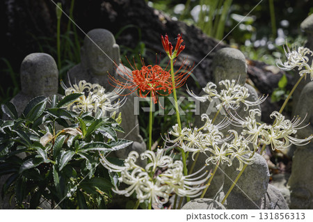 神奈川縣大和市城泉寺院內，被石蒜和綠樹環繞的風景 131856313