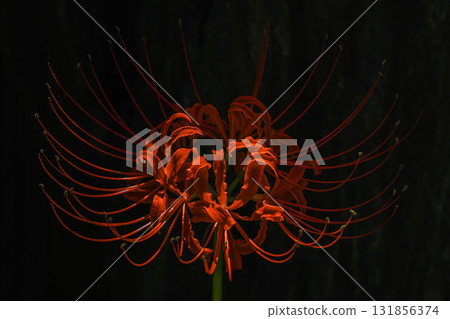 漂浮在燈光下的紅花石蒜的微距影像 131856374