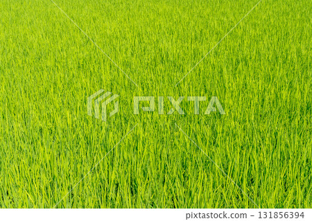 Midsummer Rice Fields with Winds ~2025~ 131856394